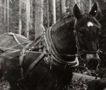 Equine Logging